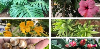 identificar plantas